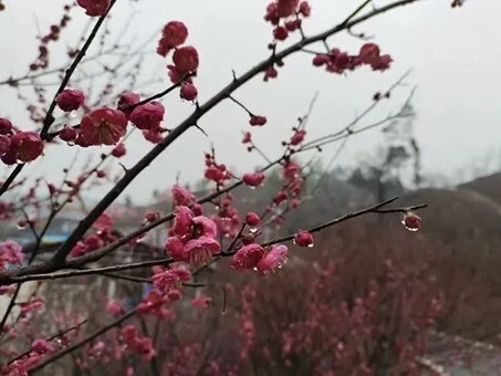 红梅独傲是什么生肖_红梅傲雪诗词_红梅含苞傲冬雪