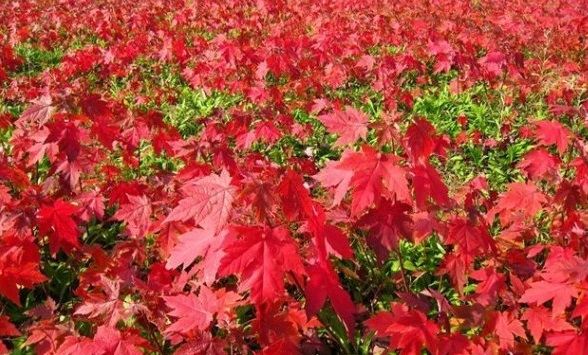 四季红枫种子种植方法