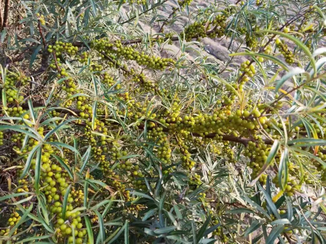 磷脂油_抗心磷脂抗体_溶血磷脂和磷脂