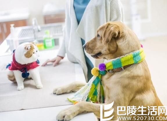 电视剧神犬小七_神犬小七主题曲_神犬小七演员表小七