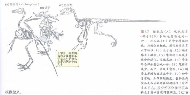 鸟的祖先图片:为什么有些大型恐龙，不能演化成鸟类？ 鸟的祖先是谁