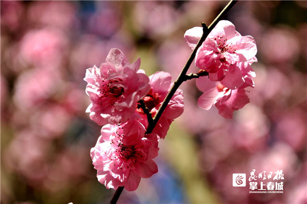 昆明市花园市餐厅_昆明花之城白沙玉市_昆明市花