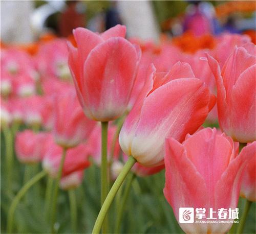 昆明市花园市餐厅_昆明市花_昆明花之城白沙玉市