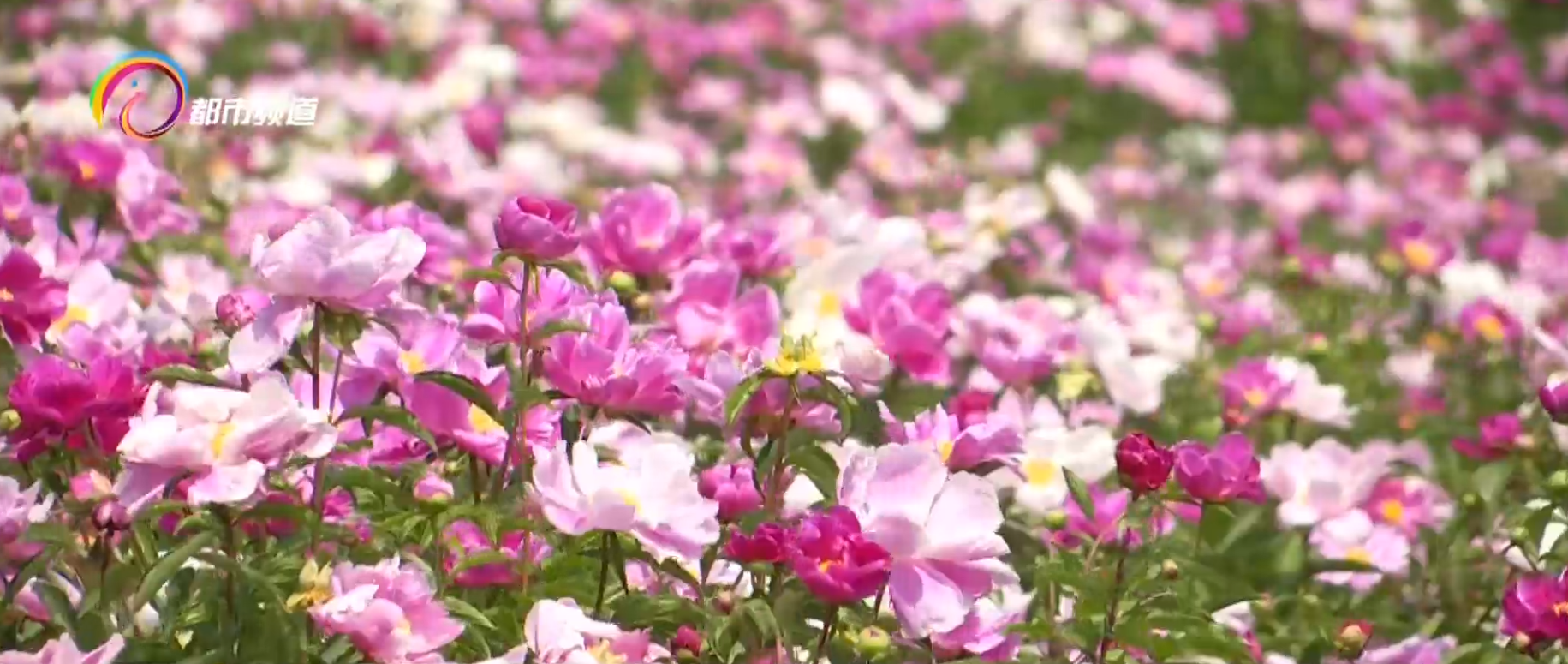 昆明市花_昆明到北京华东5市旅游报价_昆明花之城白沙玉市