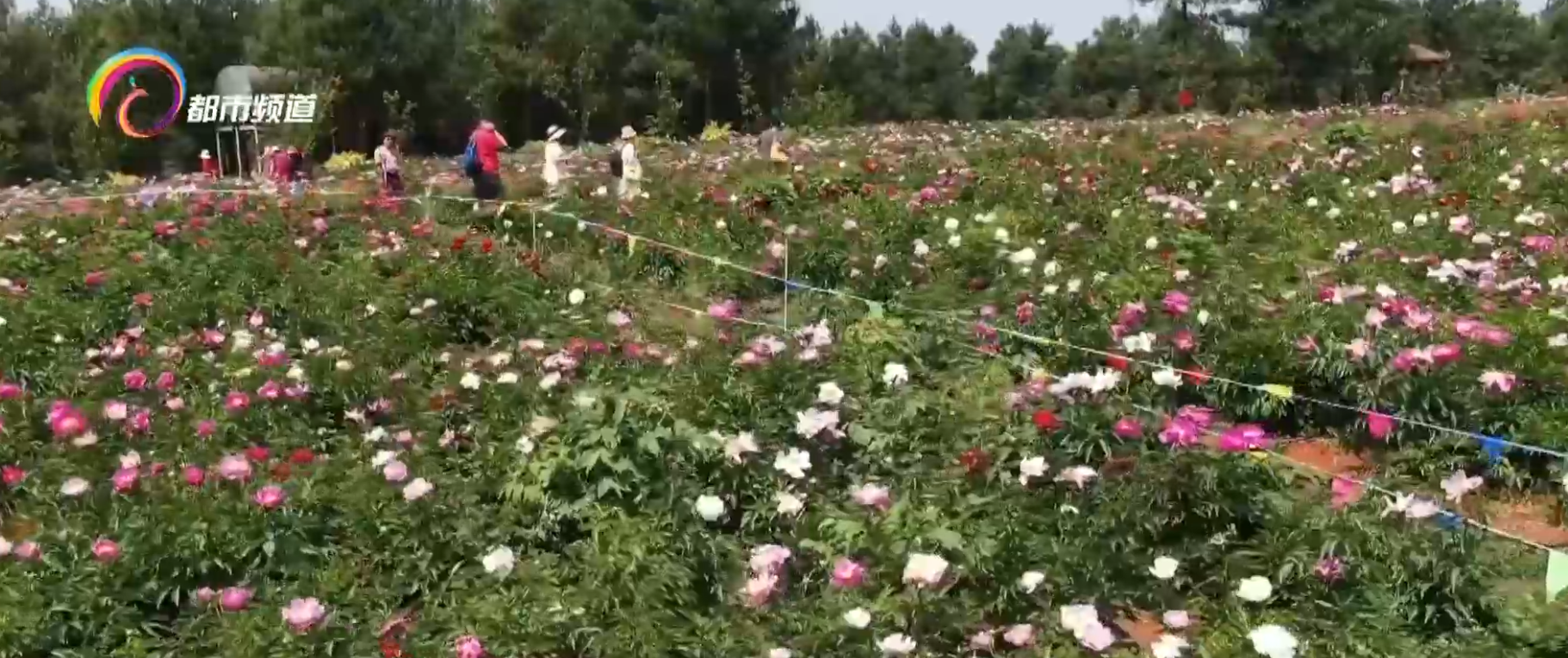 昆明花之城白沙玉市_昆明到北京华东5市旅游报价_昆明市花