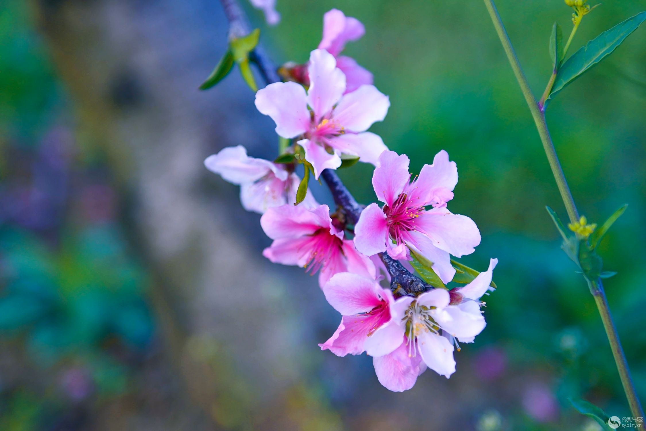 徐志摩《陌上花开》原文_徐志摩《陌上花开》_徐志摩 陌上花开 原文