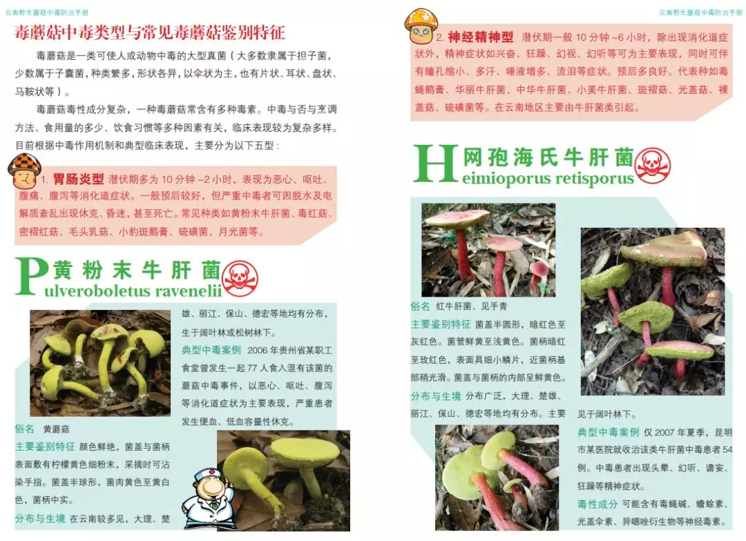 炫蓝蘑菇_云南炫蓝蘑菇_冒险岛蓝蘑菇