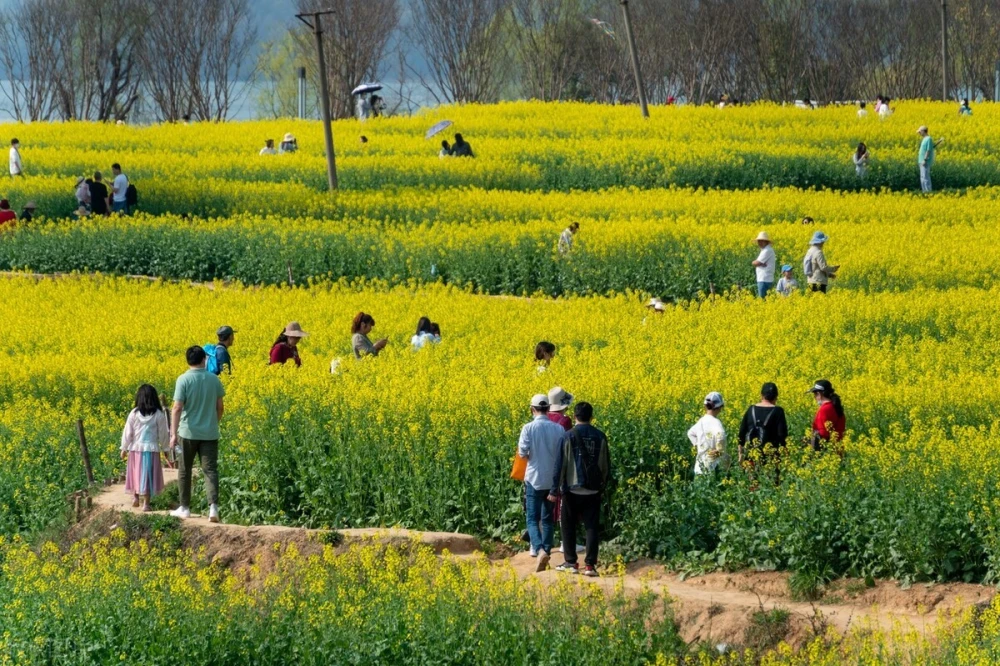 清明节放风筝_清明又被称作什么节_放飞的风筝