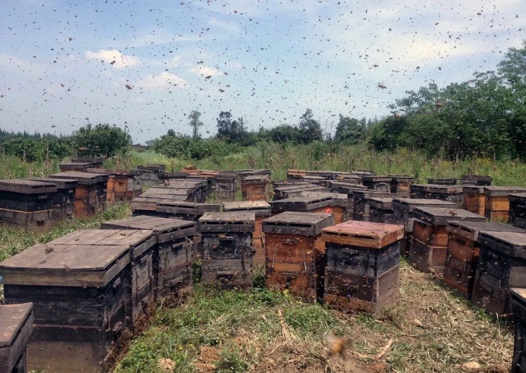 蜂蜜价格_巴东土蜂蜜价格_秦岭土蜂蜜价格