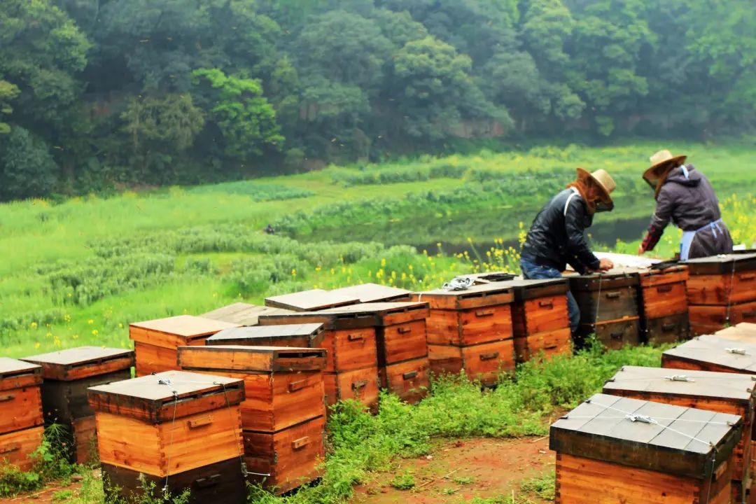 蜂蜜价格_巴东土蜂蜜价格_秦岭土蜂蜜价格