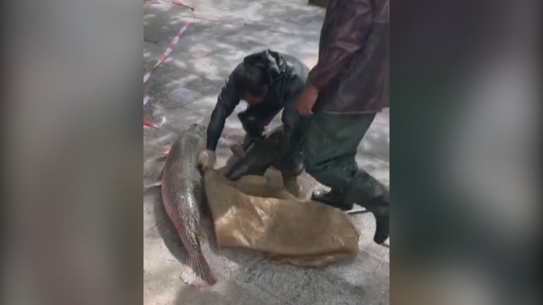 史上最大食肉恐龙擅长潜游猎食巨鲨_食肉水怪_食肉水怪纪录片 电影