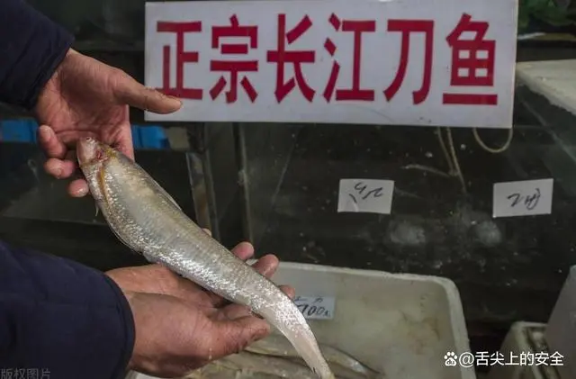 刀鱼养殖_刀鱼养殖_海刀鱼与养殖刀鱼怎么区分