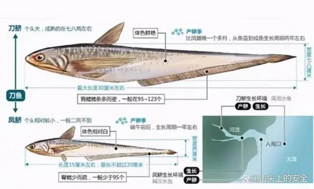 海刀鱼与养殖刀鱼怎么区分_刀鱼养殖_刀鱼养殖