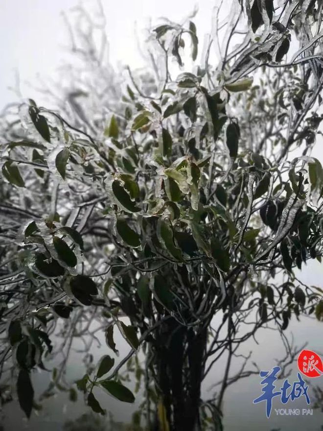 广州下雪记录_广州下雪视频_广州下雪必出大事