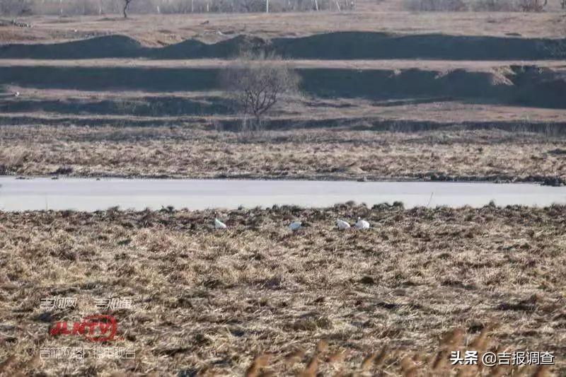 还有一只丹顶鹤_金寿限无乌龟和丹顶鹤音频_丹顶鹤歌曲