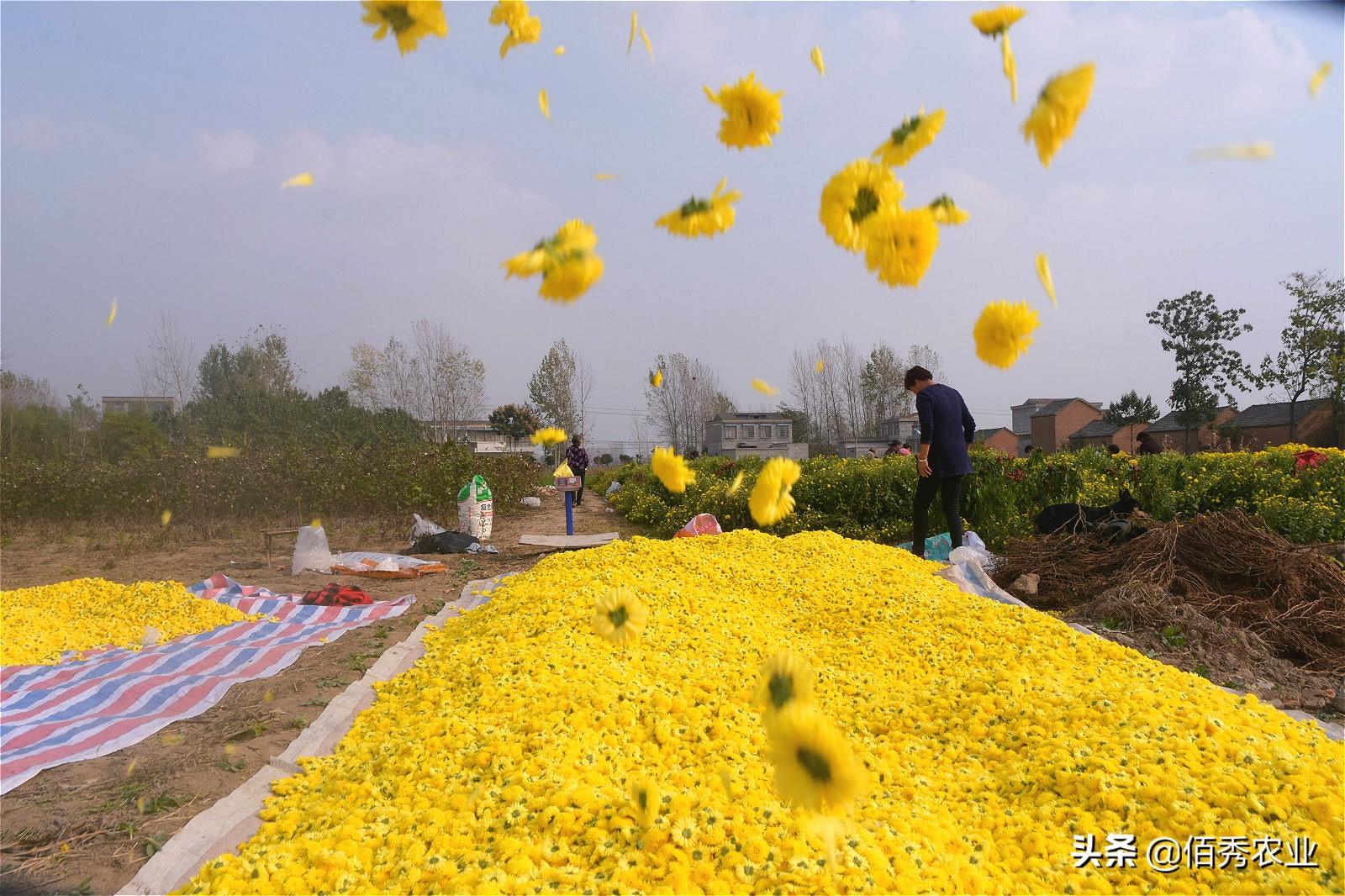 菊花形状图片_菊花形状的比喻句_菊花形状