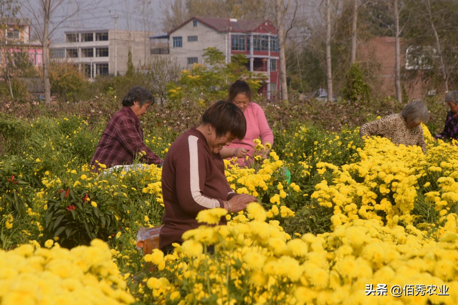 菊花形状图片_菊花形状的比喻句_菊花形状