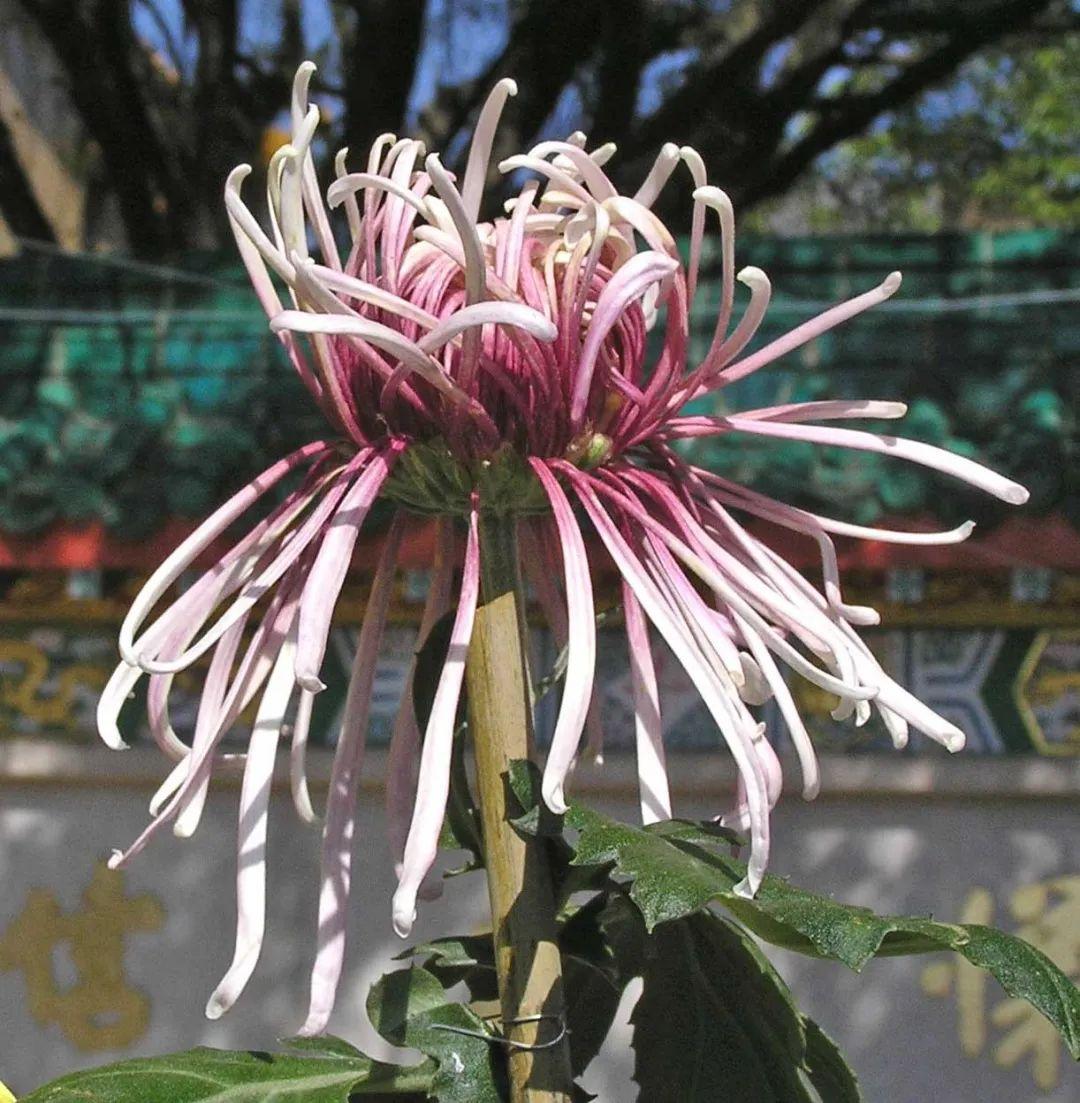 菊花形状像什么_菊花形状描写的优美句子_菊花形状