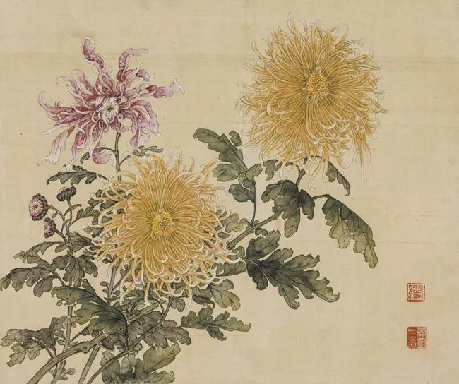 菊花形状像什么_菊花形状描写的优美句子_菊花形状